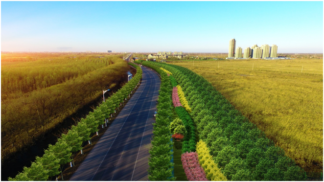 宝白公路绿化提升改造工程